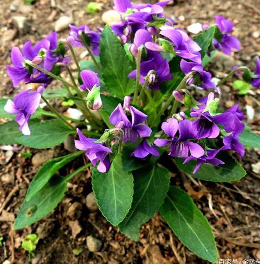 出售新产紫花地丁种子 地丁籽 草花种子 紫花地丁籽 多年生